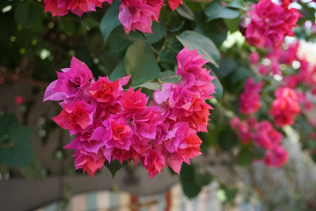 Pink Bougainvillea Cluster Petals Green Leaves
