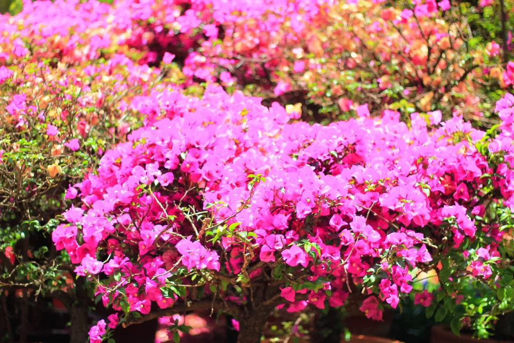 Pink Bougainvillea Dense Petals Sunlit