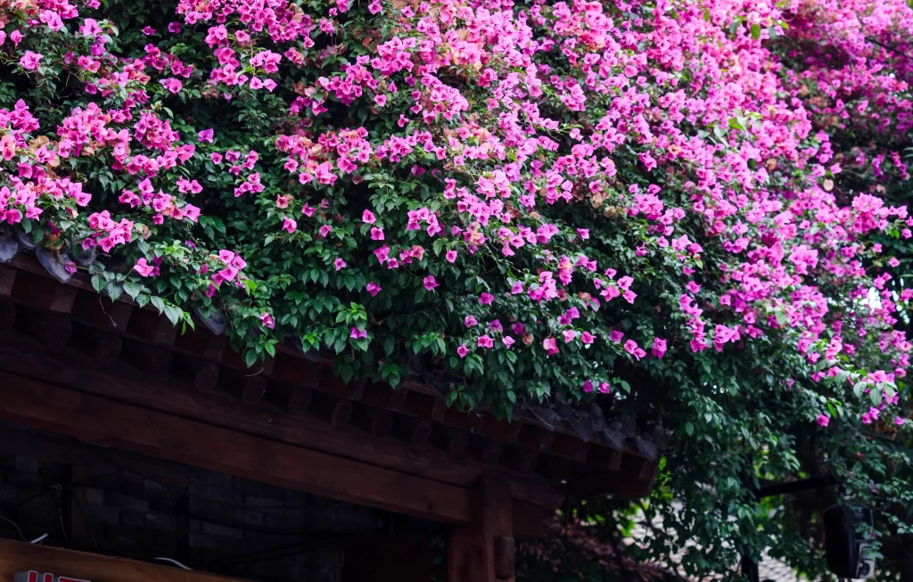 Pink Bougainvillea Dense Blooms Lush Foliage