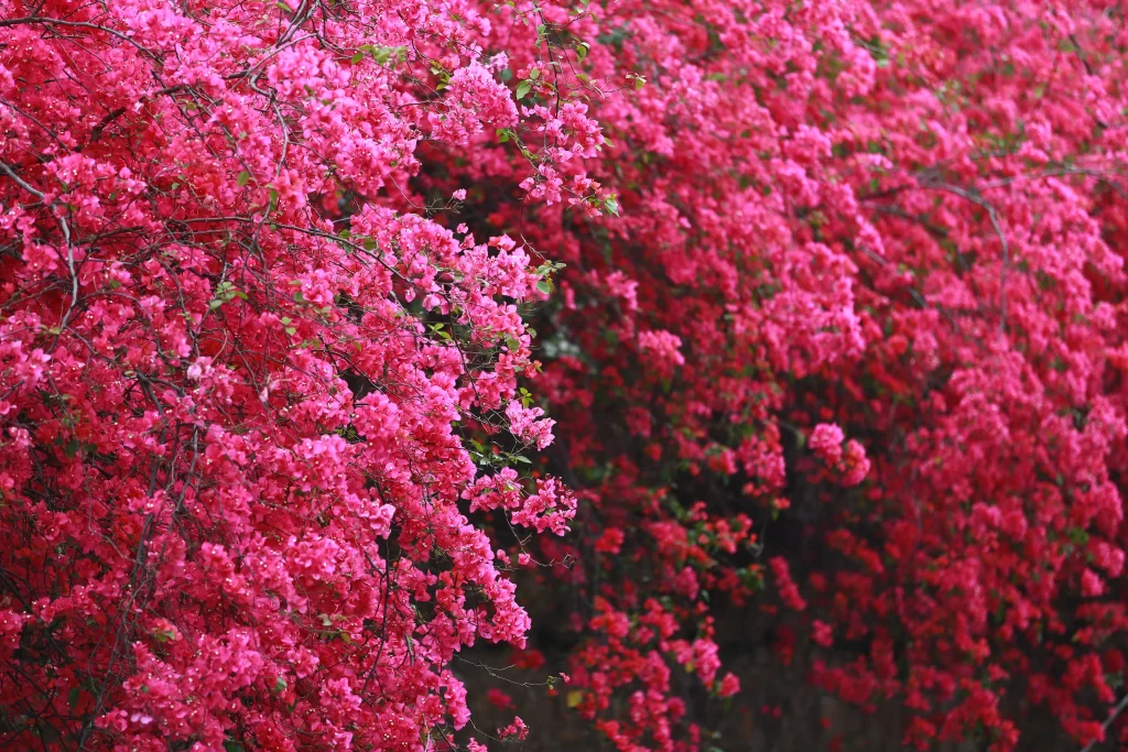 Pink Bougainvillea Dense Blooms Branches