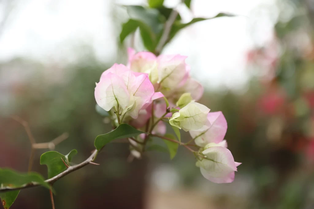 Pink Bougainvillea Petals Green gray Leaves