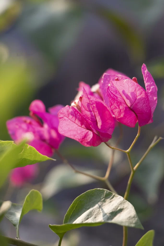 Pink Bougainvillea Petals Green gray Leaves