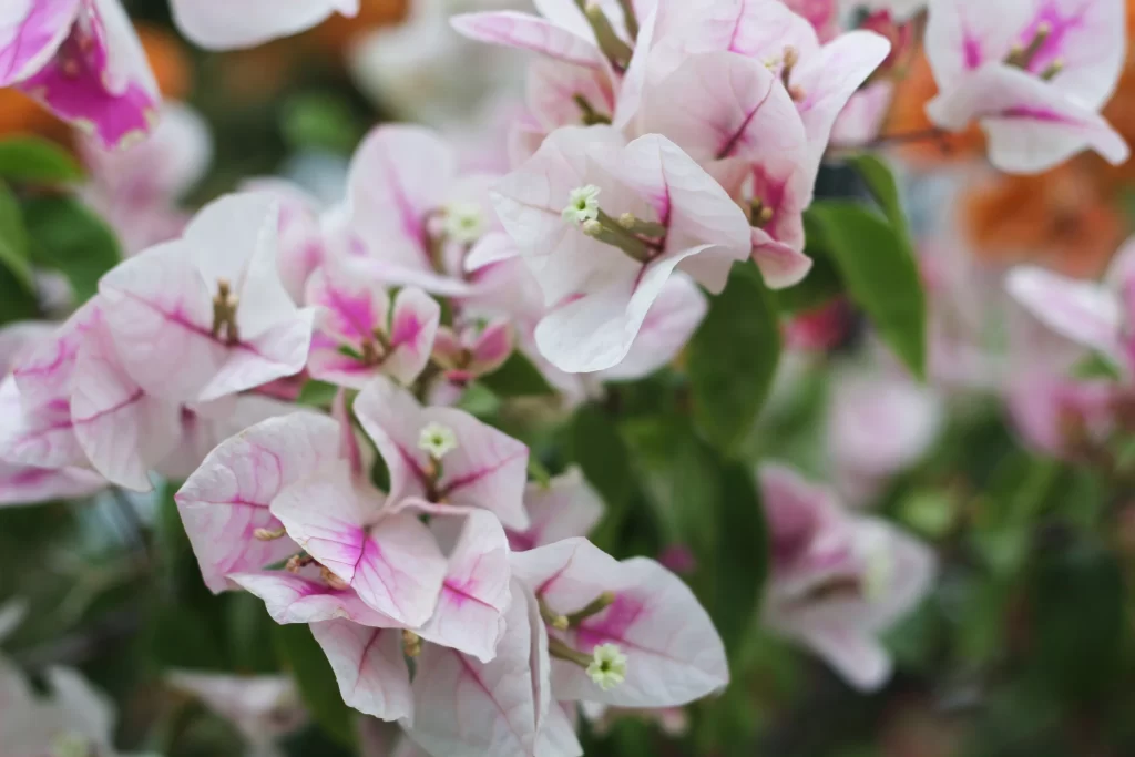 Pink Bougainvillea Petals Green gray Leaves