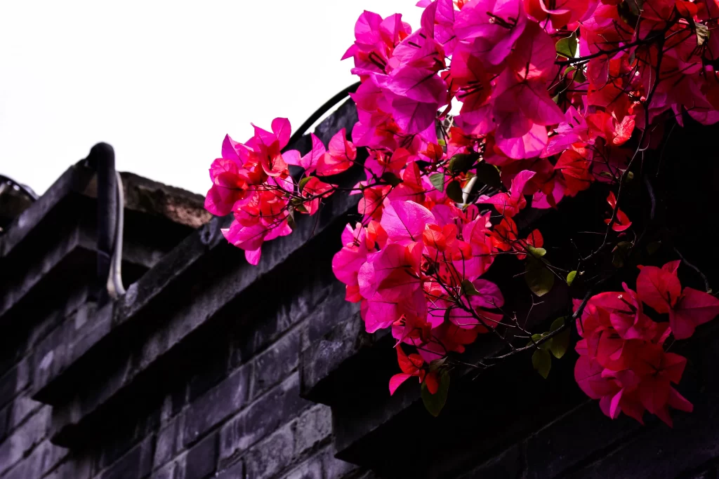 Pink Bougainvillea Petals Dark Background