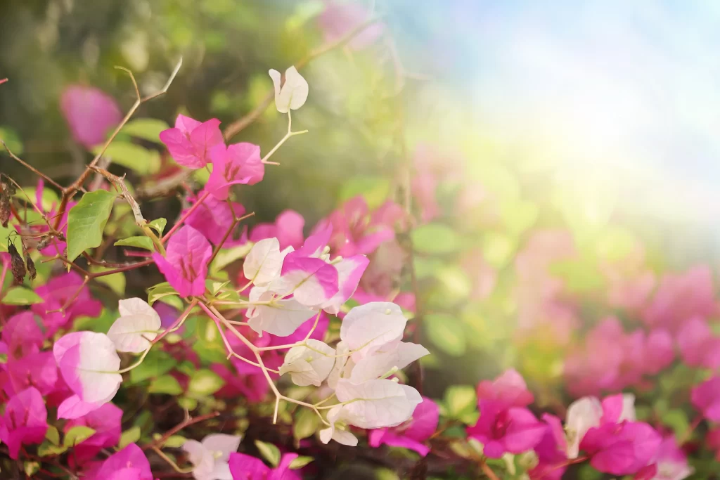 Pink Bougainvillea Petals Sunlight warm Greenery