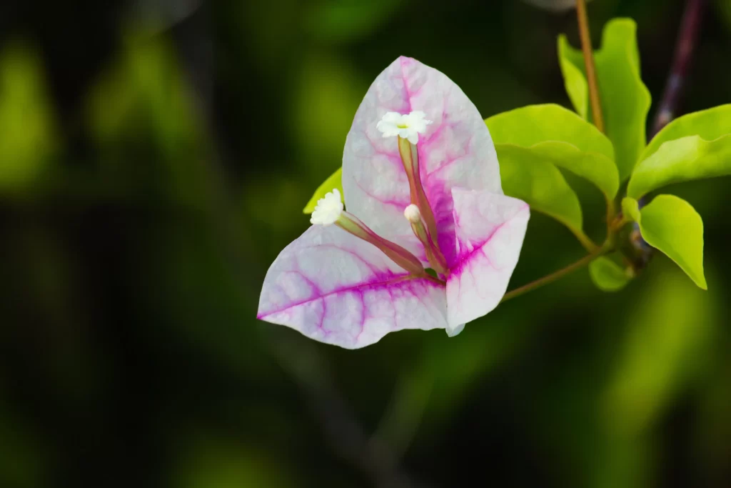 Pink Bougainvillea Petals White Flower Green Leaves