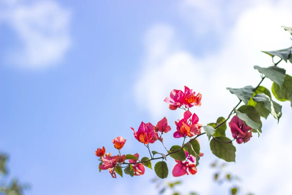 Pink Bougainvillea Petals Green Leaves Blue Sky