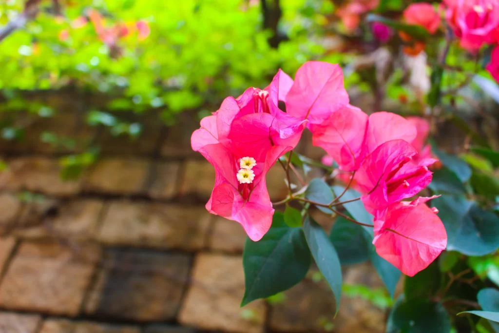 Pink Bougainvillea Petals Leaves Brick Wall