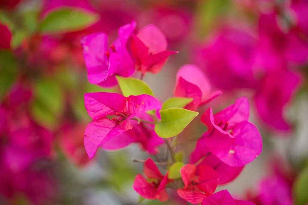 Pink Bougainvillea Petals Green warm Leaves