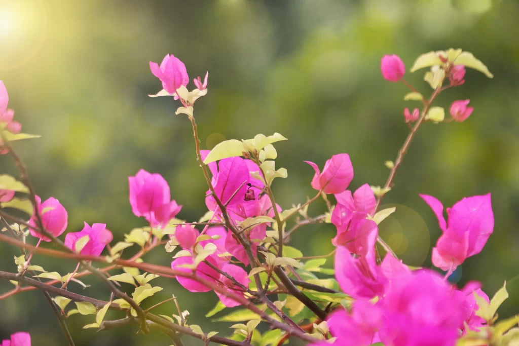 Pink Bougainvillea Petals Branches Sunlight