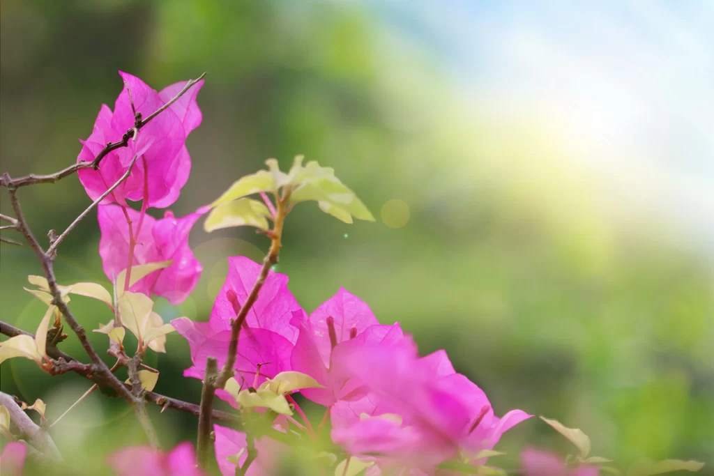 Pink Bougainvillea Petals Branches gray Greenery