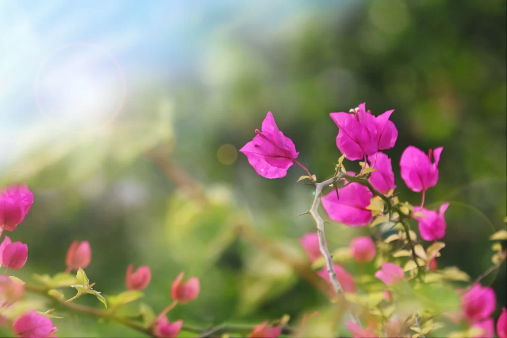 Pink Bougainvillea Petals Sunlight gray Greenery