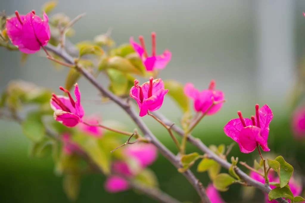 Pink Bougainvillea Petals Branches gray Greenery