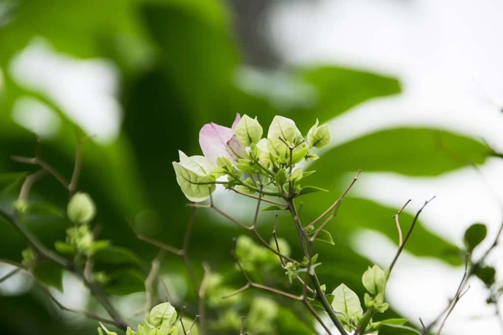 Pink Bougainvillea Petals Green warm Leaves