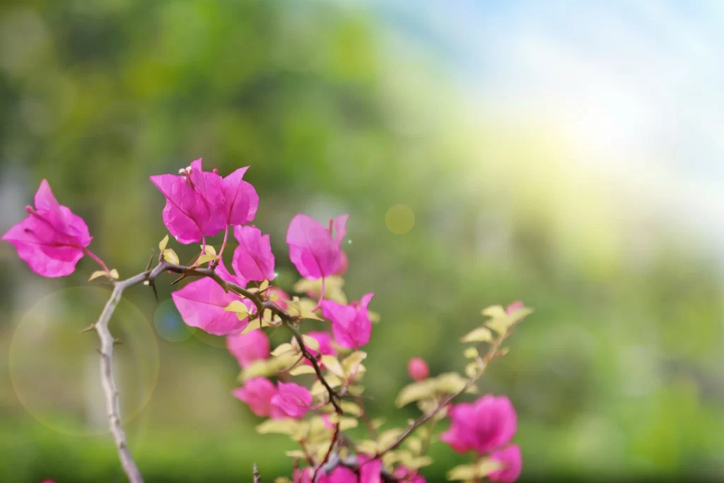 Pink Bougainvillea Petals Branch Thorny Green Background