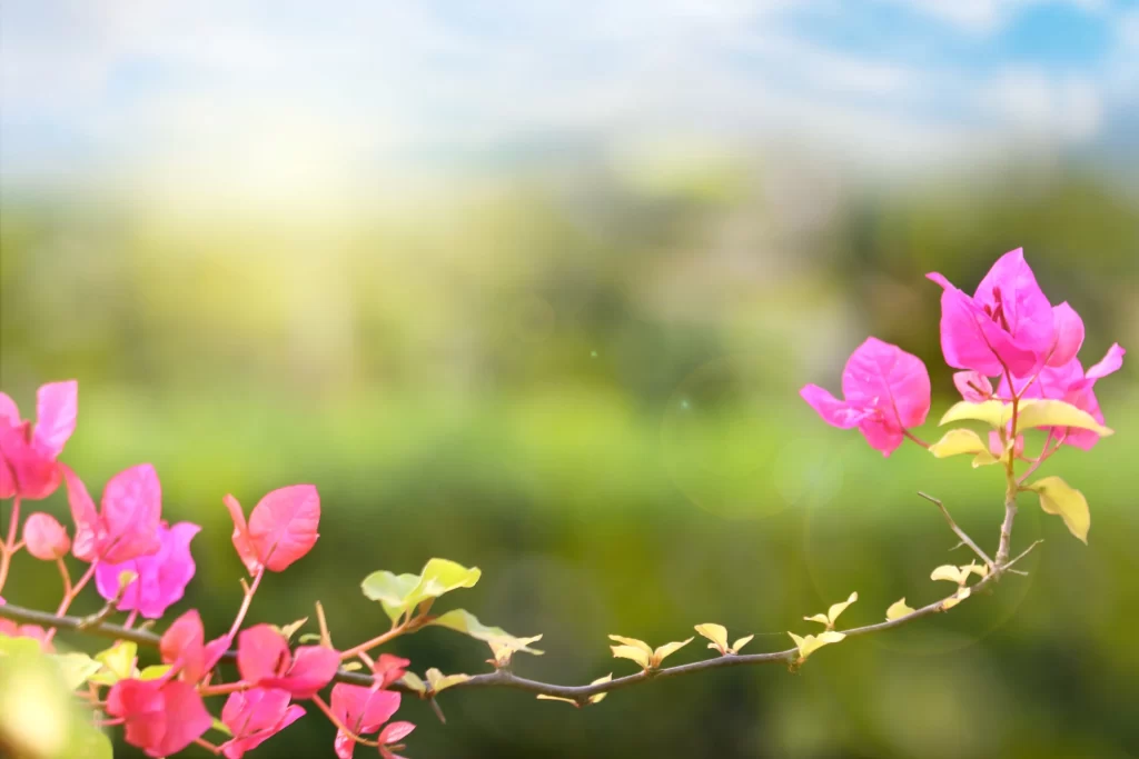 Pink Bougainvillea Petals Branch Sunlight