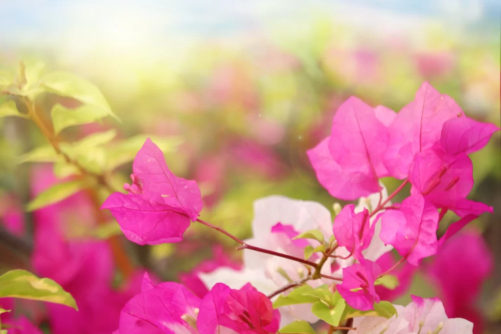 Pink Bougainvillea Petals Blurred Background