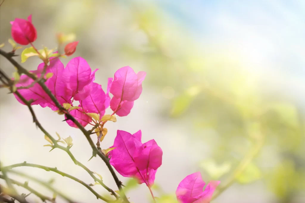 Pink Bougainvillea Petals Branches Thorns