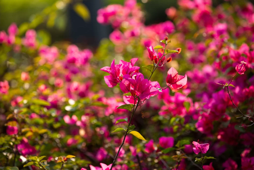 Pink Bougainvillea Petals Dense Sunlit