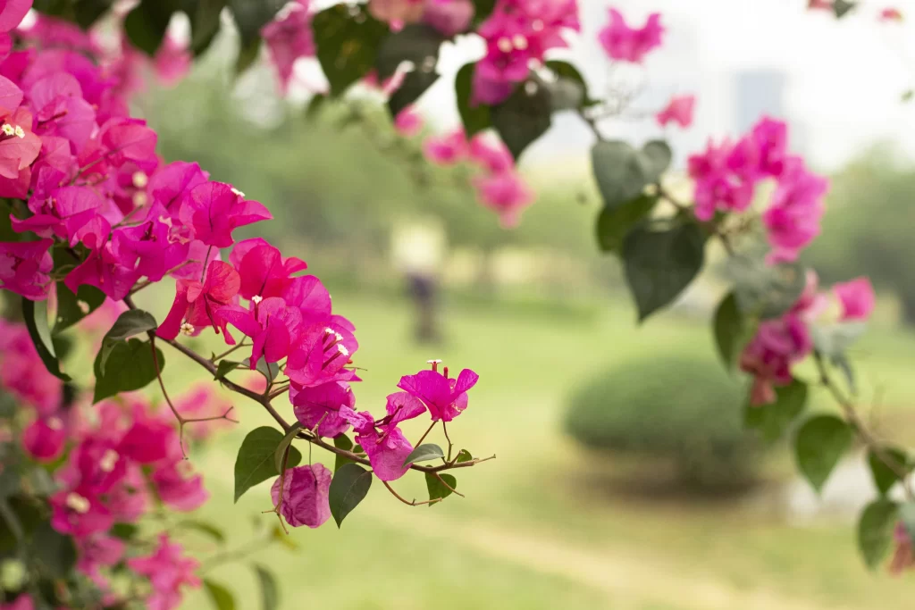 Pink Bougainvillea Petals Green warm Leaves