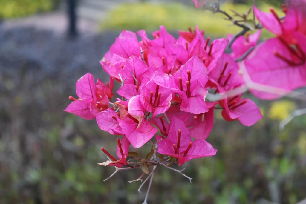 Pink Bougainvillea Petals Thorny Branches
