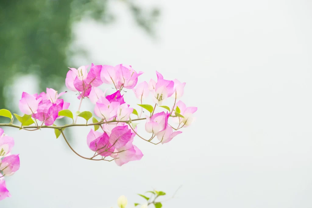 Pink Bougainvillea Petals Branch Green