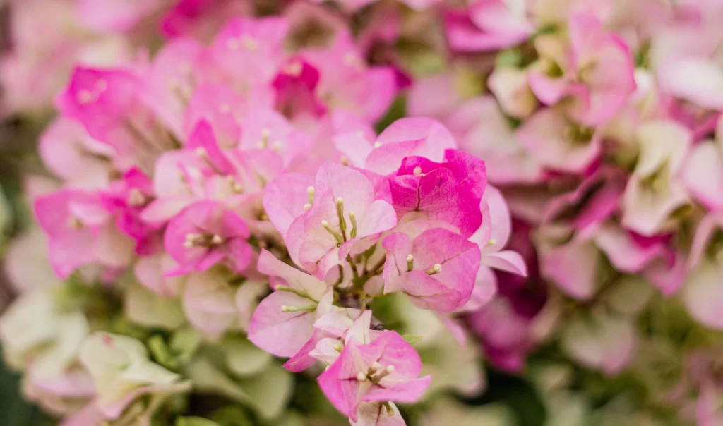 Pink Bougainvillea Petals Dense Cluster