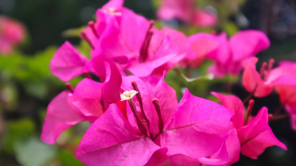 Pink Bougainvillea Petals Stamen