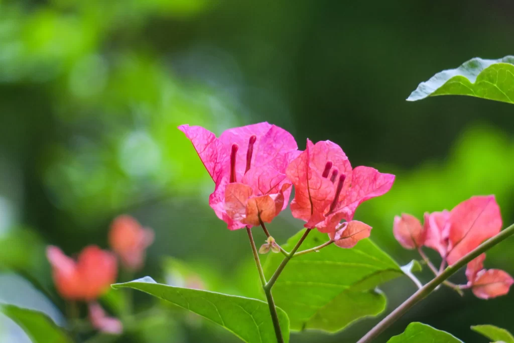 Pink Bougainvillea Petals Green warm Leaves