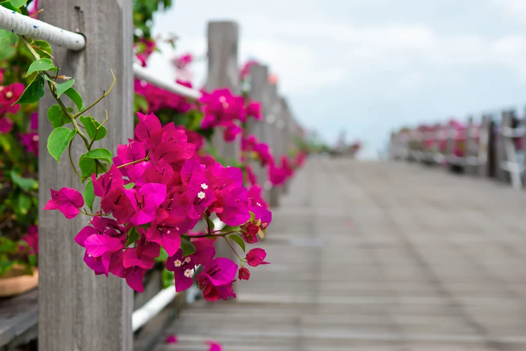 Pink Bougainvillea Petals Fence Vines
