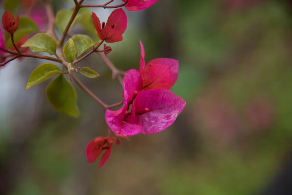 Pink Bougainvillea Petals Branch Greenery