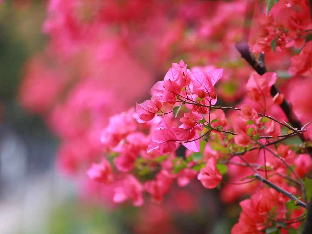 Pink Bougainvillea Petals Branches Blurred Background