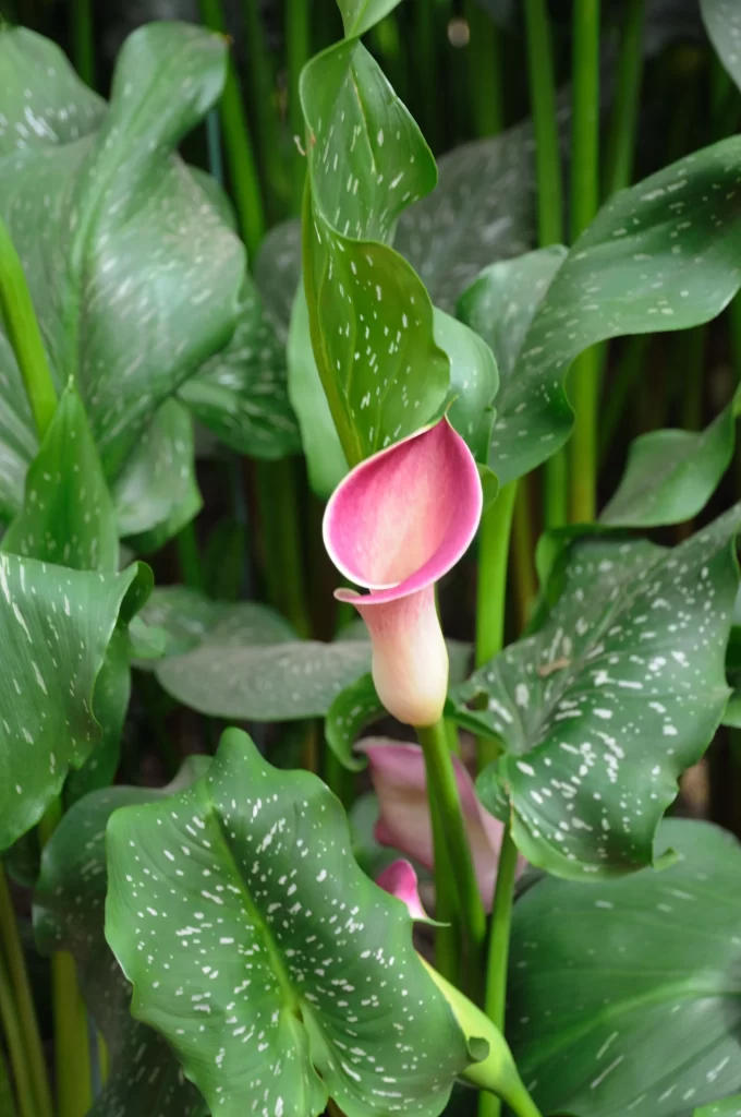 Pink Calla Lily Bloom Petals Green Leaves Speckled