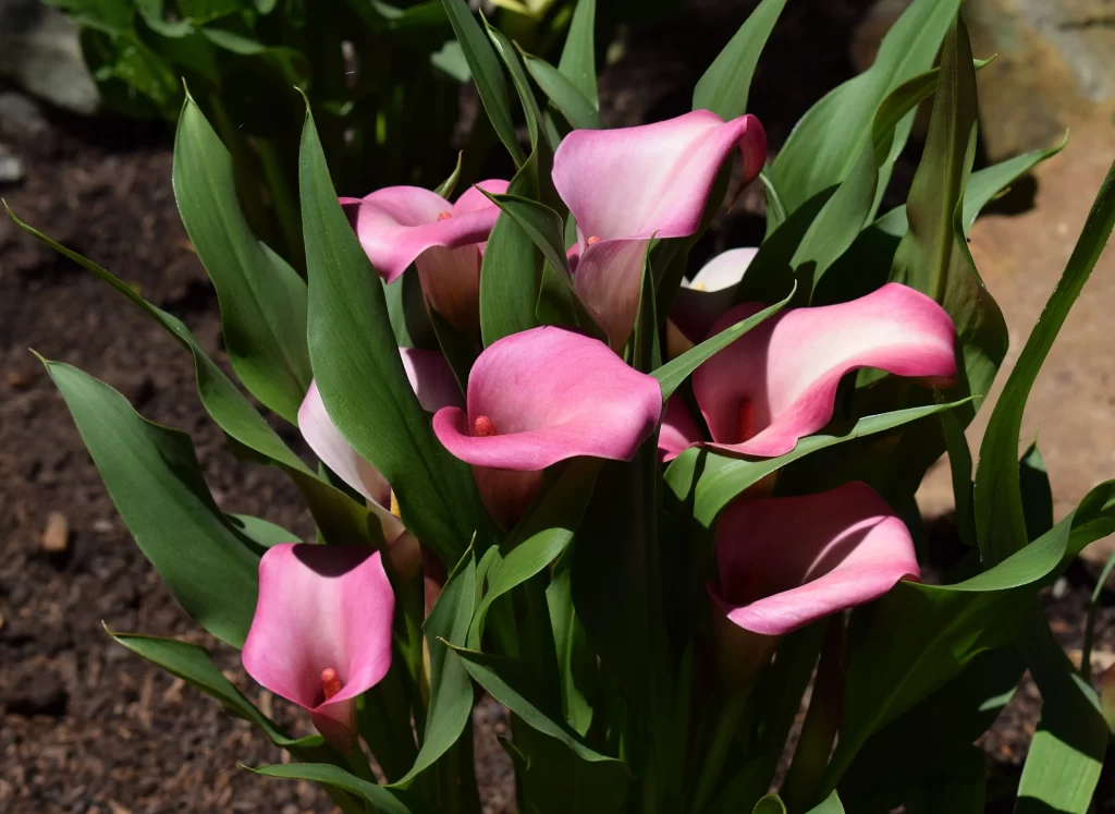 Pink Calla Lily Blooms Petals Green Leaves
