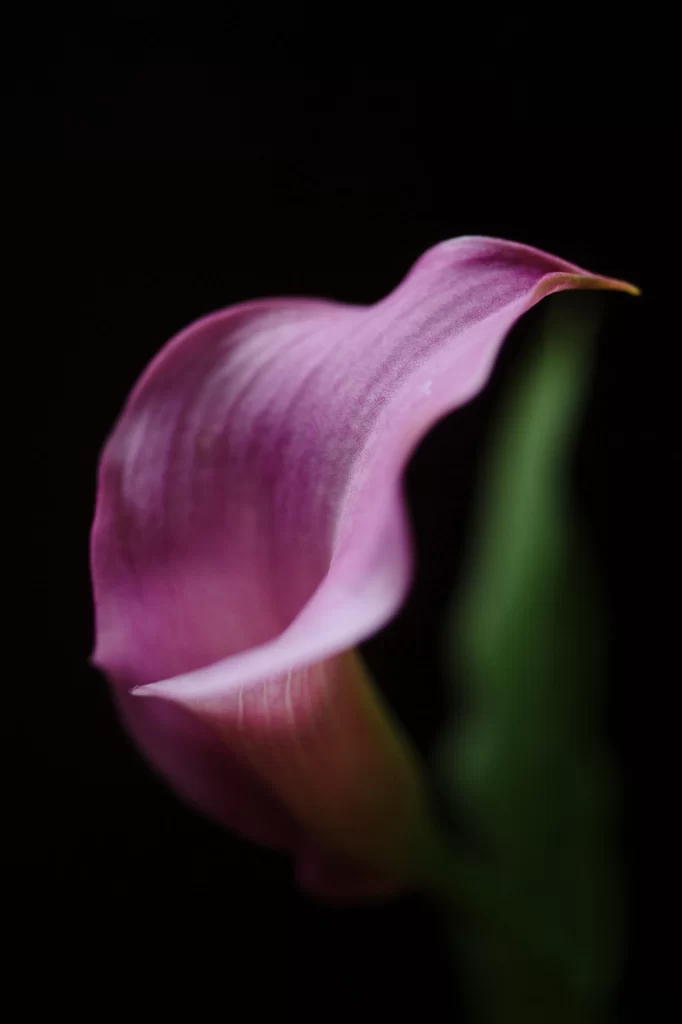 Pink Calla Lily Petals Curve Dark Background
