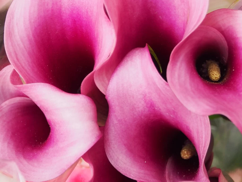 Pink Calla Lily Petals Curved Vibrant