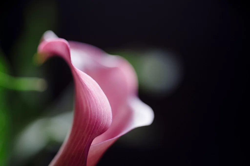 Pink Calla Lily Petals Curved Dark Background