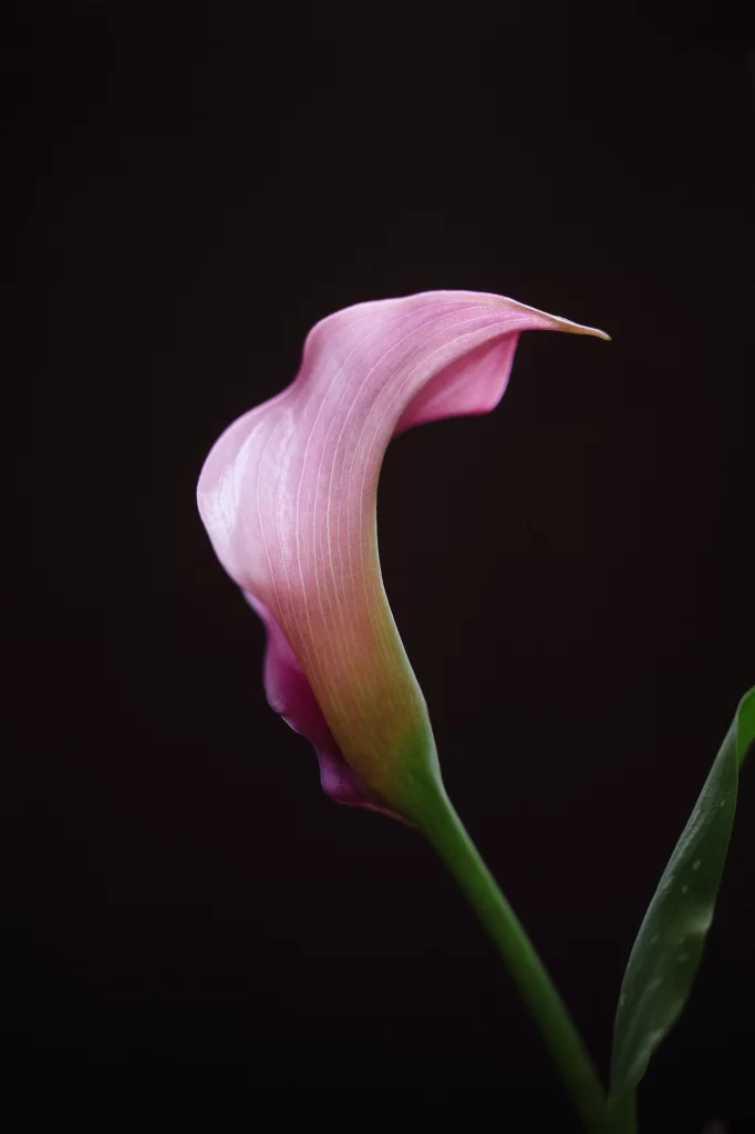 Pink Calla Lily Petals Curved Stem