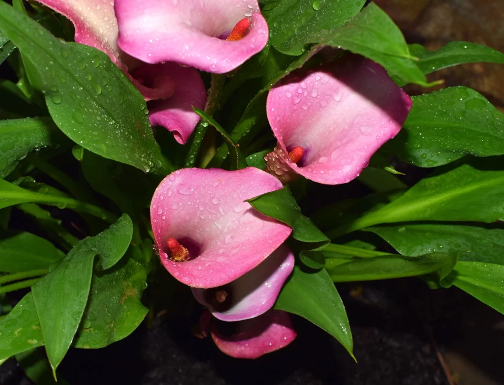 Pink Calla Lily Petals Dewdrops Green Leaves