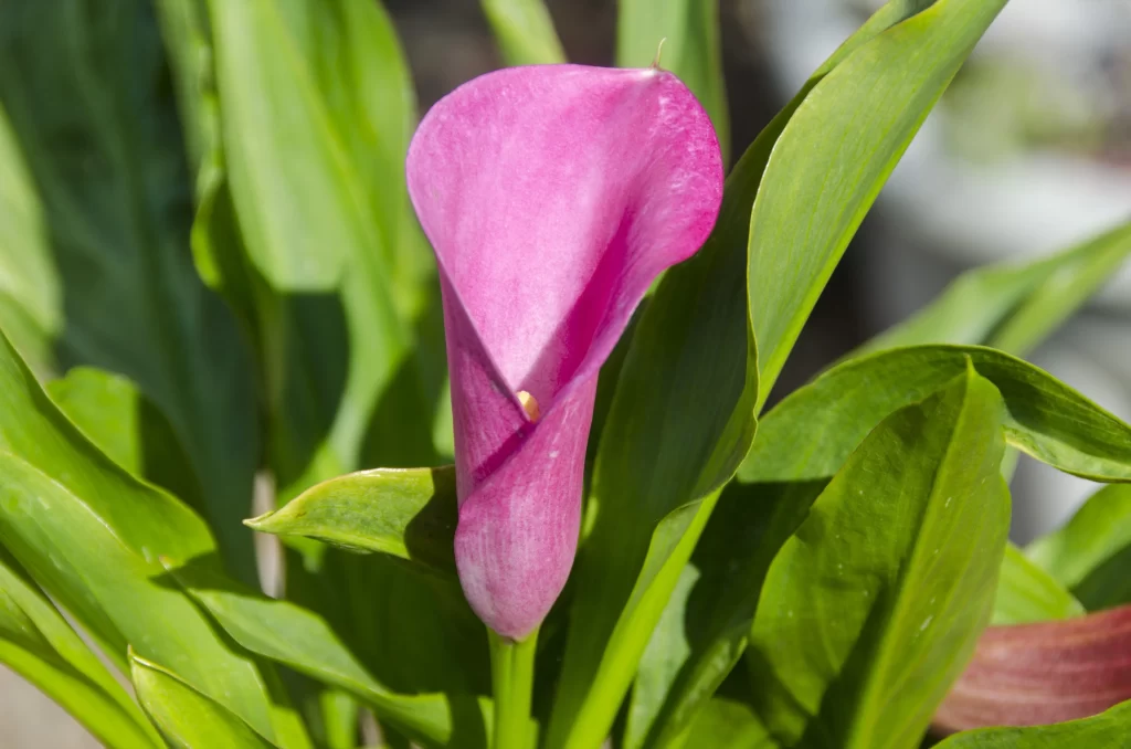 Pink Calla Lily Petals Green warm Leaves