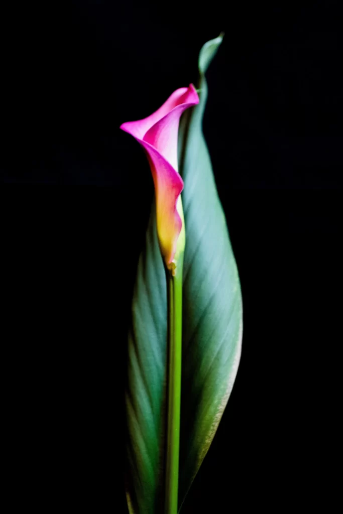 Pink Calla Lily Petals Green dark Leaves