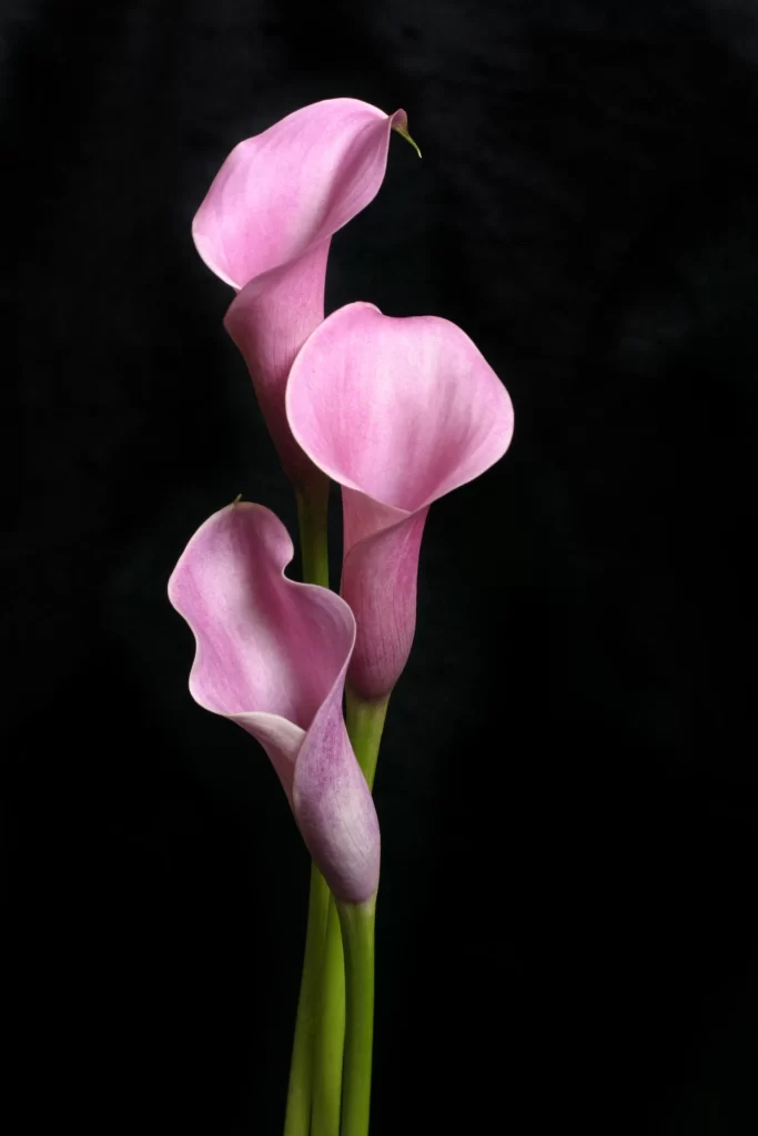 Pink Calla Lily Petals Graceful Elegance