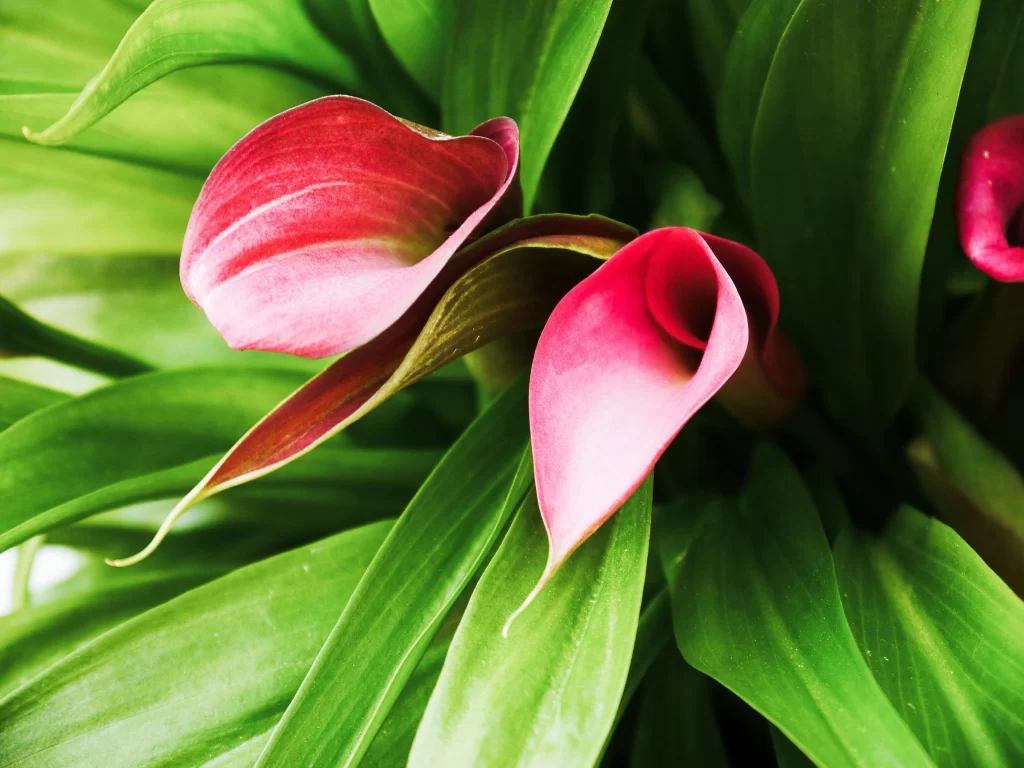Pink Calla Lily Petals Green warm Leaves