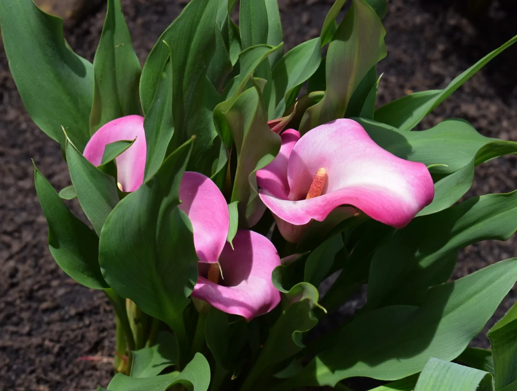 Pink Calla Lily Petals Green gray Leaves