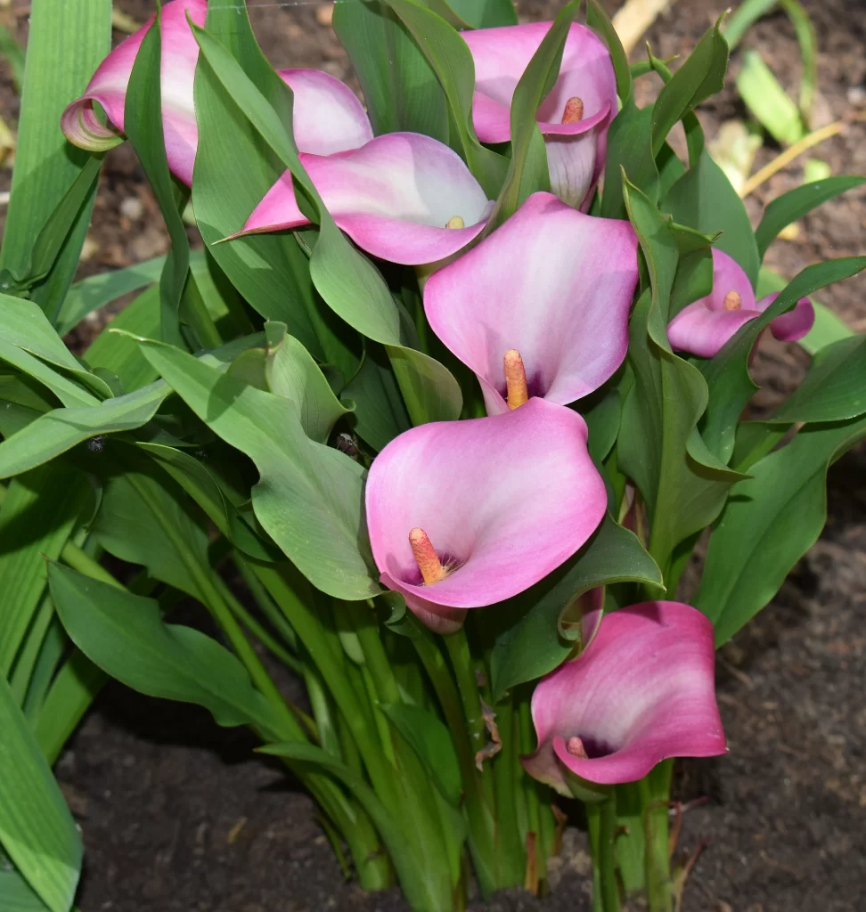 Pink Calla Lily Petals Green gray Leaves