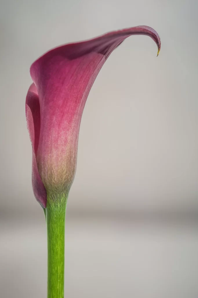 Pink Calla Lily Petals Stem Curve