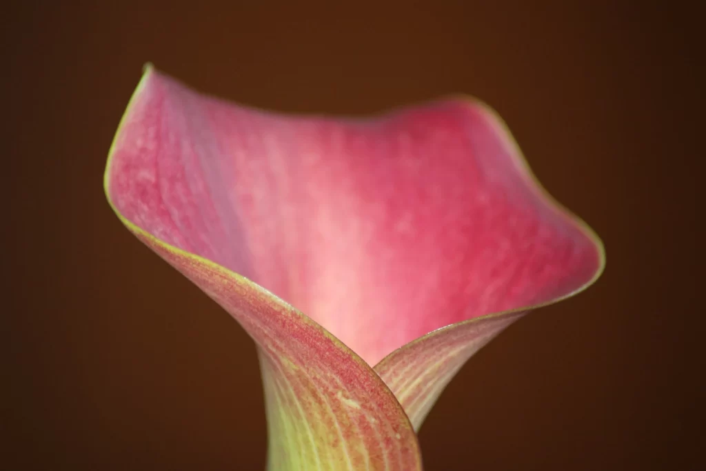 Pink Calla Lily Petals Texture Dark Background