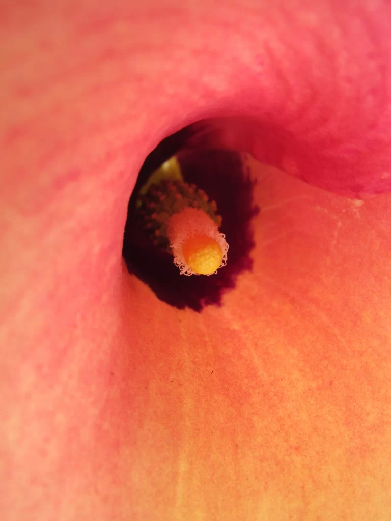 Pink Calla Lily Petals Tube Yellow Stamen
