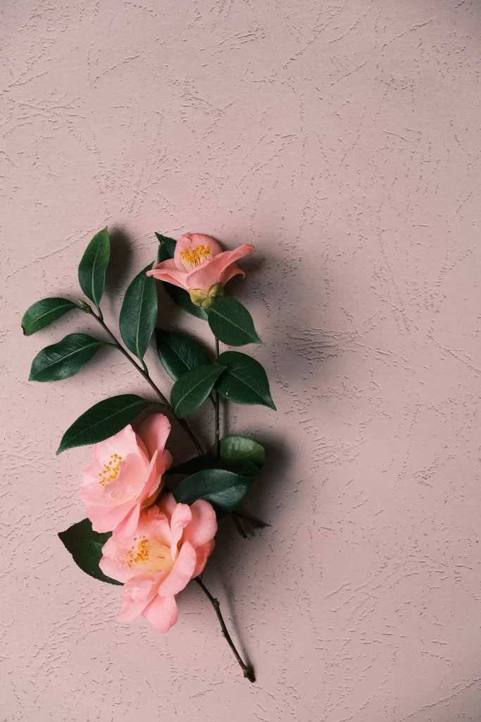 Pink Camellia Petals Yellow Stamen Green Leaves