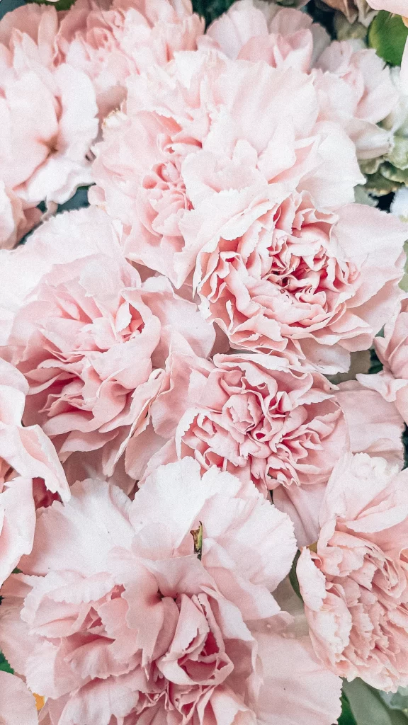 Pink Carnation Ruffled Petals Soft Texture